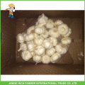 Bon Price Wholesale Fresh Normal / Pure / Rouge / Super White Garlic 5.0CM Mesh Bag En Carton